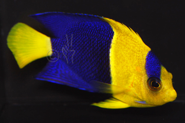 Blue zoo aquatics Dec 06, · I have wondered this for a long time. The tank requirements listed for fish on Blue Zoo's site is typically about a third less than Live Aquaria and.